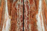 Tall, Arizona Petrified Wood Bookends - Red & White #111108-1